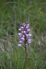 Orchis militaris