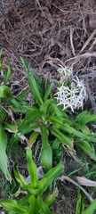 Crinum pedunculatum