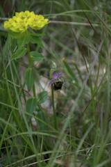 Ophrys fuciflora