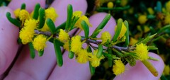 Acacia spathulifolia