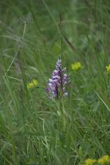 Orchis militaris