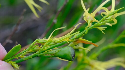 Image of Anthocercis littorea by (c) Peter Crowcroft, some rights reserved (CC BY)
