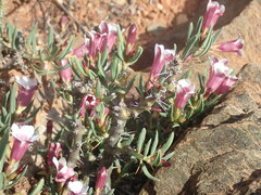 Pachypodium bispinosum