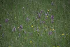 Orchis militaris