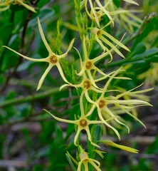 Anthocercis littorea