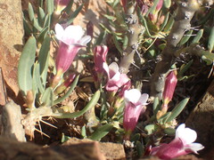 Pachypodium bispinosum