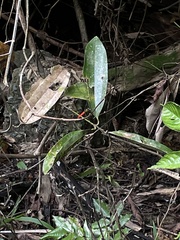 Orchithemis pulcherrima