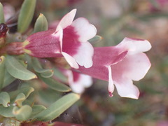 Pachypodium bispinosum