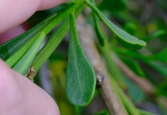 Anthocercis littorea