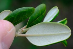 Spyridium globulosum