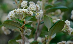 Spyridium globulosum