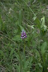 Orchis militaris