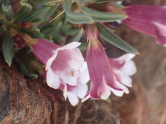 Pachypodium bispinosum