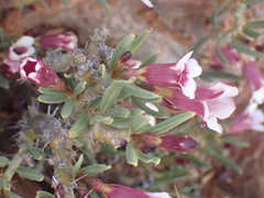 Pachypodium bispinosum
