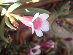 Pachypodium bispinosum