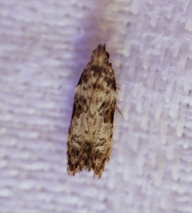 Hypatima baliodes