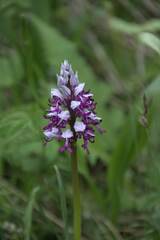 Orchis militaris