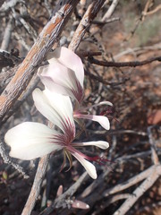 Pelargonium tetragonum