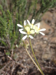 Pelargonium ochroleucum