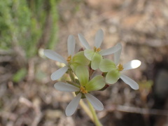 Pelargonium ochroleucum