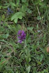 Dactylorhiza