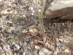 Pelargonium ochroleucum
