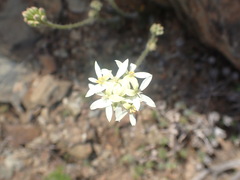 Pelargonium ochroleucum