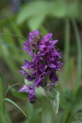 Dactylorhiza