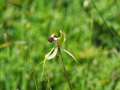 Caladenia tentaculata