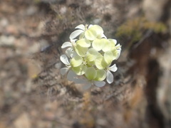 Pelargonium ochroleucum