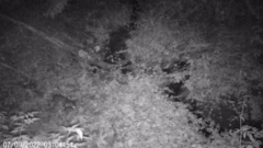 Nyctereutes procyonoides