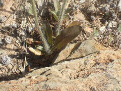 Pelargonium ochroleucum