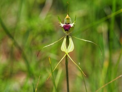 Caladenia tentaculata