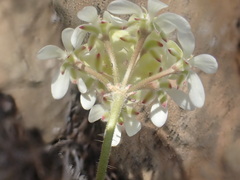 Pelargonium ochroleucum