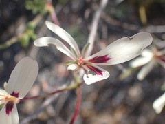 Pelargonium trifidum