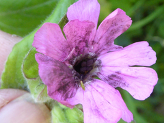 Microbotryum silenes-dioicae