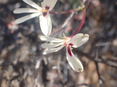 Pelargonium trifidum