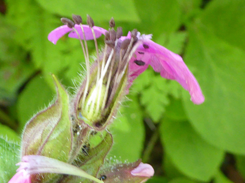 Red Campion Anther Smut