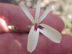 Pelargonium trifidum