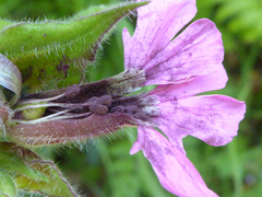 Microbotryum silenes-dioicae