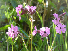 Microbotryum silenes-dioicae