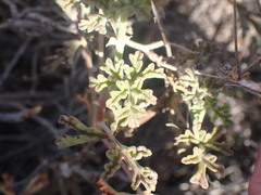 Pelargonium trifidum
