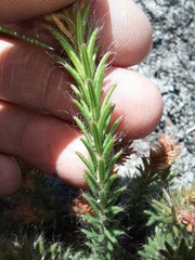 Erica cerinthoides cerinthoides