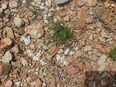 Pharnaceum aurantium