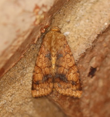 Helicoverpa assulta