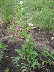 Lathyrus pisiformis