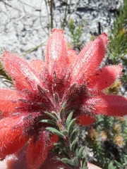 Erica cerinthoides cerinthoides