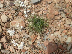 Pharnaceum aurantium