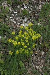 Euphorbia