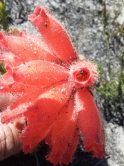 Erica cerinthoides cerinthoides